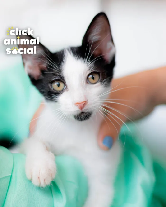 Gato ra a SRD-ViraLata idade 2 a 6 meses nome DIGUINHO
