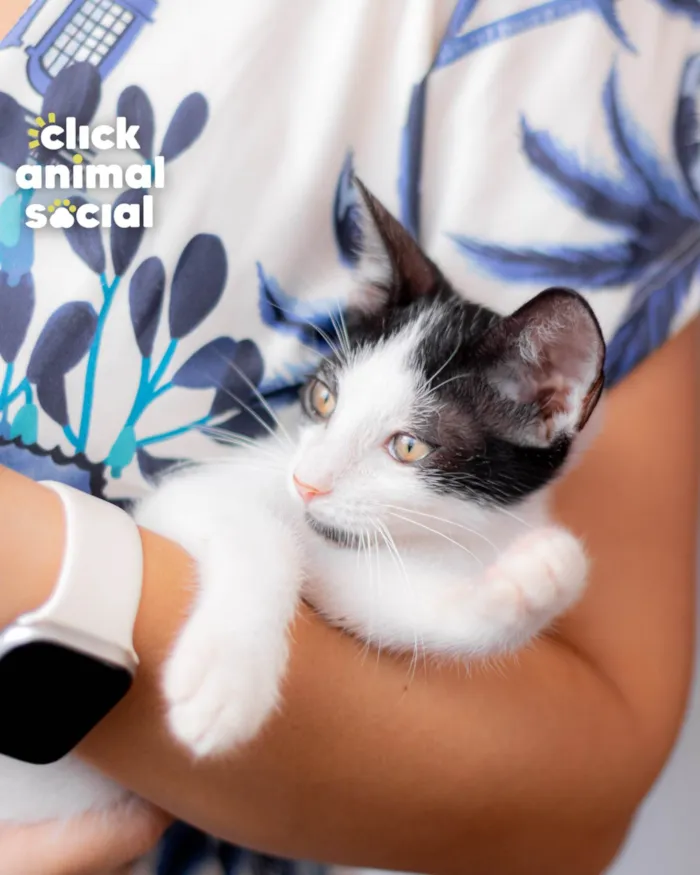 Gato ra a SRD-ViraLata idade 2 a 6 meses nome DIGUINHO