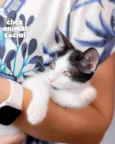 DIGUINHO