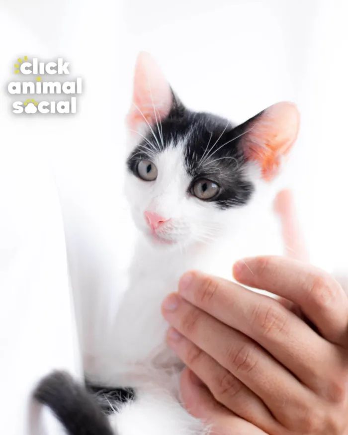 Gato ra a SRD-ViraLata idade 2 a 6 meses nome DOBBY