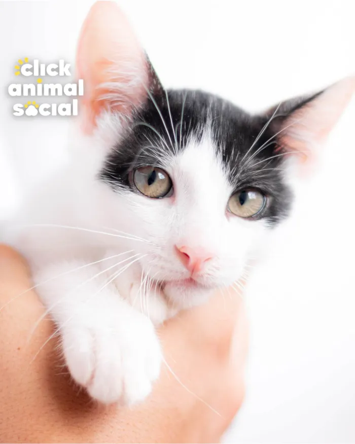 Gato ra a SRD-ViraLata idade 2 a 6 meses nome DOBBY