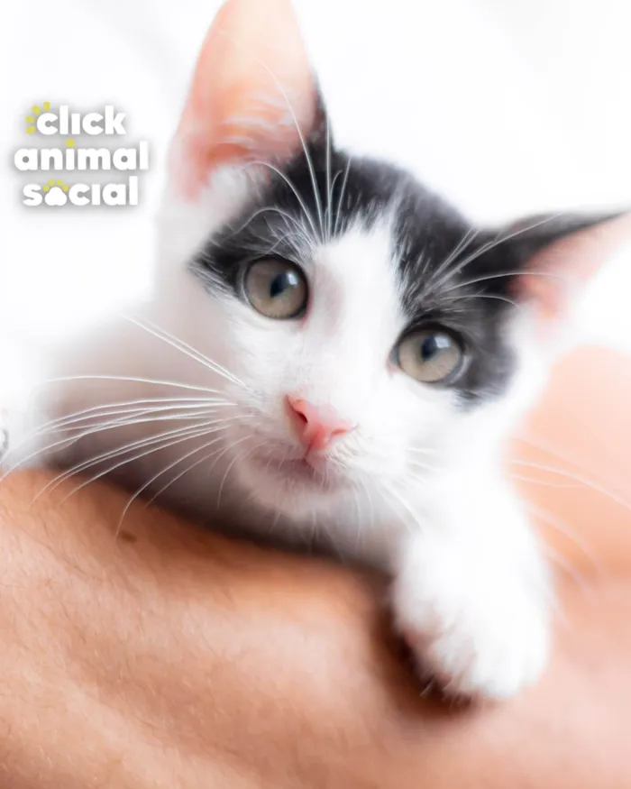 Gato ra a SRD-ViraLata idade 2 a 6 meses nome DOBBY