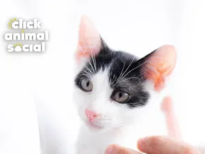 Gato raça SRD-ViraLata idade 2 a 6 meses nome DOBBY