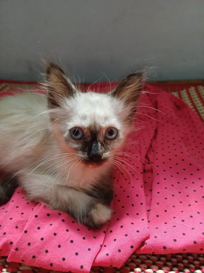 Gato ra a SRD-ViraLata idade Abaixo de 2 meses nome Frida