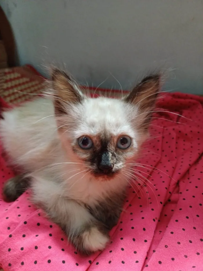 Gato ra a SRD-ViraLata idade Abaixo de 2 meses nome Frida