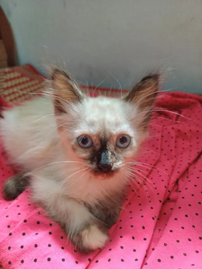 Gato ra a SRD-ViraLata idade Abaixo de 2 meses nome Frida