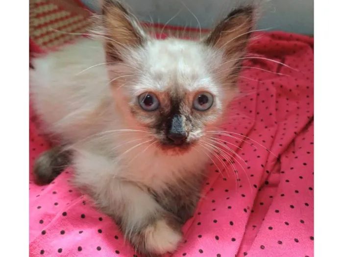 Gato ra a SRD-ViraLata idade Abaixo de 2 meses nome Frida
