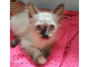 Gato raça SRD-ViraLata idade Abaixo de 2 meses nome Frida