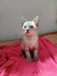 Sam