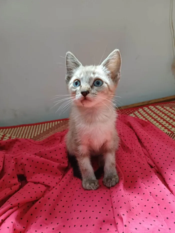 Gato ra a SRD-ViraLata idade Abaixo de 2 meses nome Sam