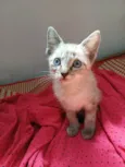 Sam