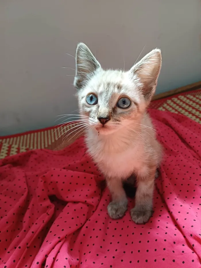 Gato ra a SRD-ViraLata idade Abaixo de 2 meses nome Sam