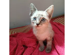 Gato raça SRD-ViraLata idade Abaixo de 2 meses nome Sam