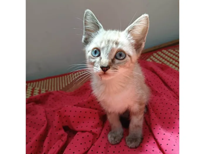 Gato ra a SRD-ViraLata idade Abaixo de 2 meses nome Sam