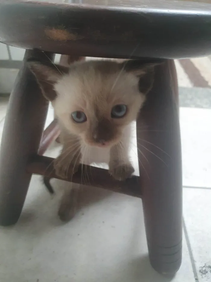 Gato ra a Siamês idade 2 a 6 meses nome Pipoca 