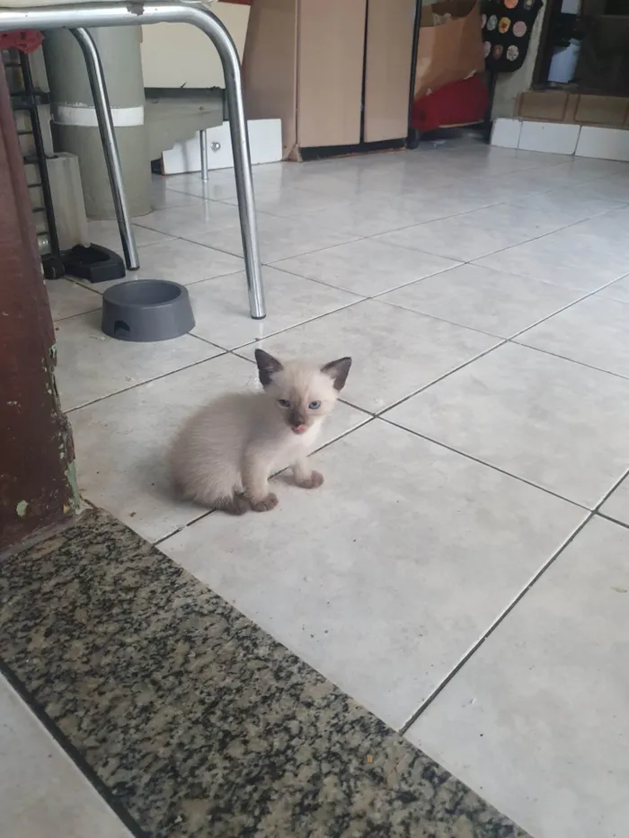 Gato ra a Siamês idade 2 a 6 meses nome Pipoca 