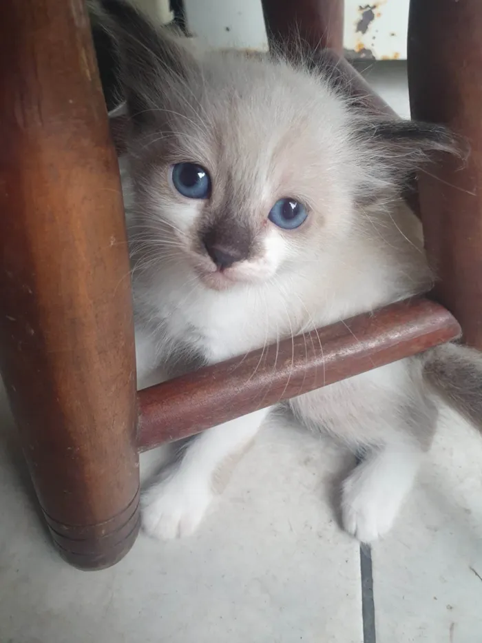 Gato ra a  idade 2 a 6 meses nome Gatinha