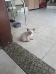 Gatinha
