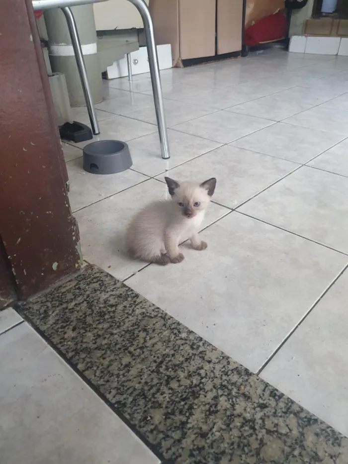 Gato ra a  idade 2 a 6 meses nome Gatinha
