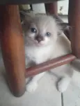 Gatinha