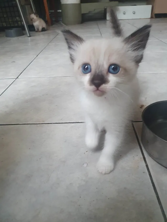 Gato ra a  idade 2 a 6 meses nome Gatinha