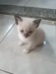 Gatinha