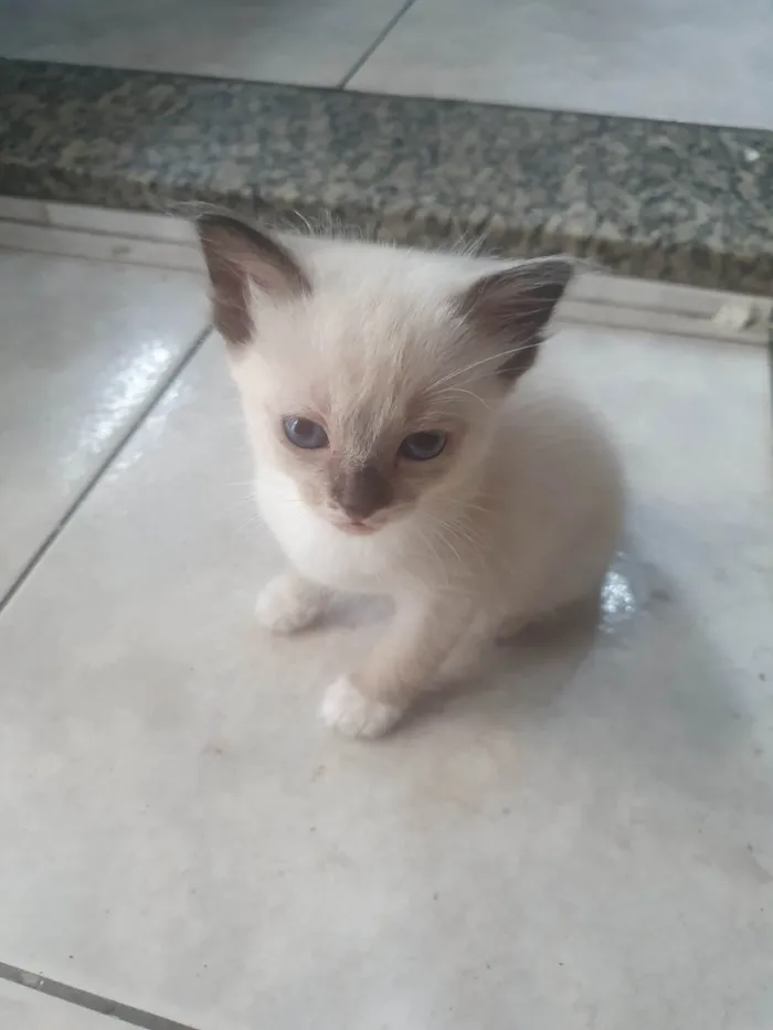 Gato ra a  idade 2 a 6 meses nome Gatinha