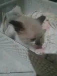 Gatinha