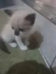 Gatinha