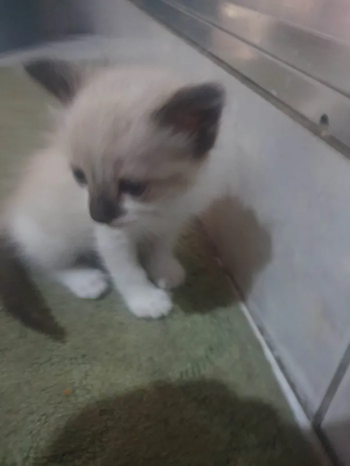 Gato ra a  idade 2 a 6 meses nome Gatinha
