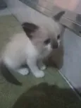Gatinha