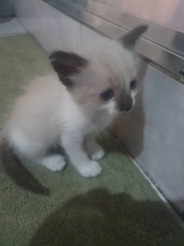 Gato ra a  idade 2 a 6 meses nome Gatinha