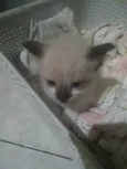 Gatinha