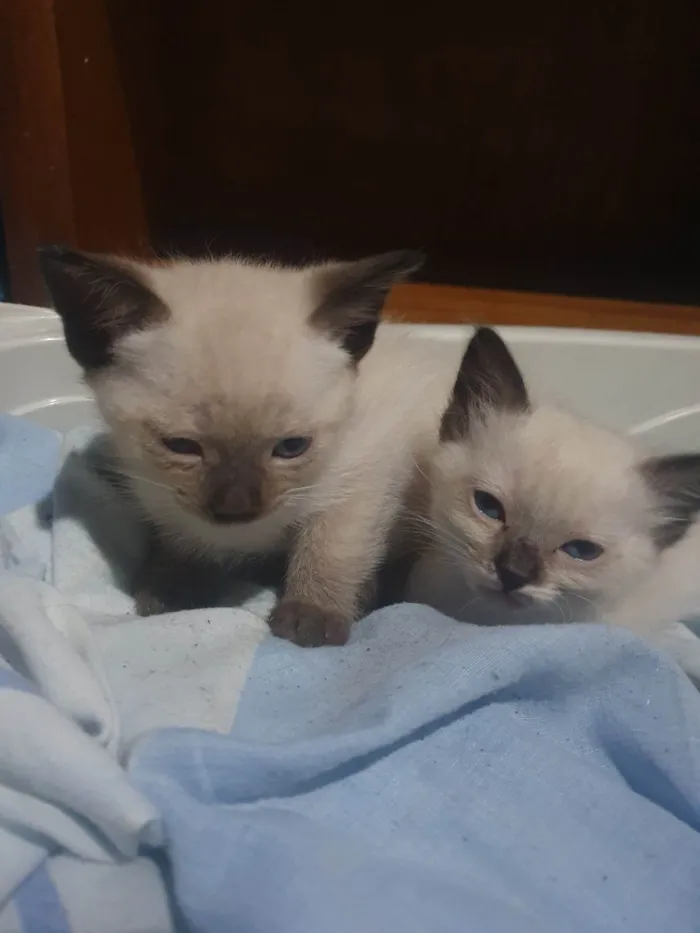 Gato ra a  idade 2 a 6 meses nome Gatinha