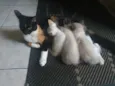 Gatinha