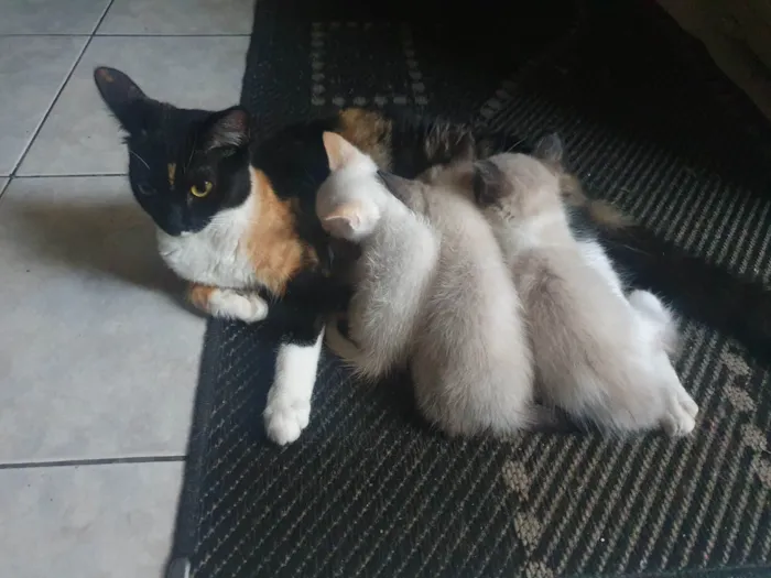 Gato ra a  idade 2 a 6 meses nome Gatinha