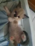 Gatinha