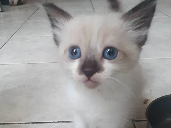 Gato ra a  idade 2 a 6 meses nome Gatinha