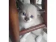 Gatinha