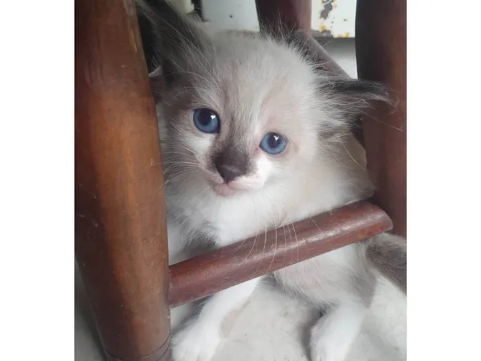 Gato ra a  idade 2 a 6 meses nome Gatinha
