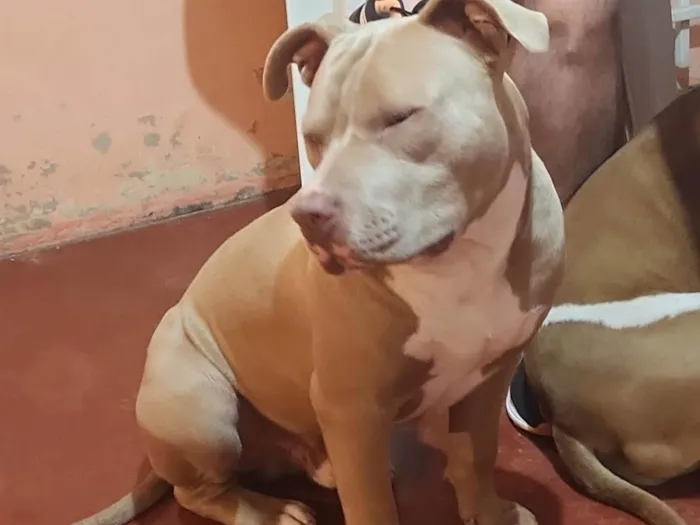 Cachorro ra a Pitmonster idade 7 a 11 meses nome Ares