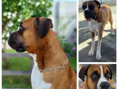 Cachorro raça Boxer idade 3 anos nome Sheik