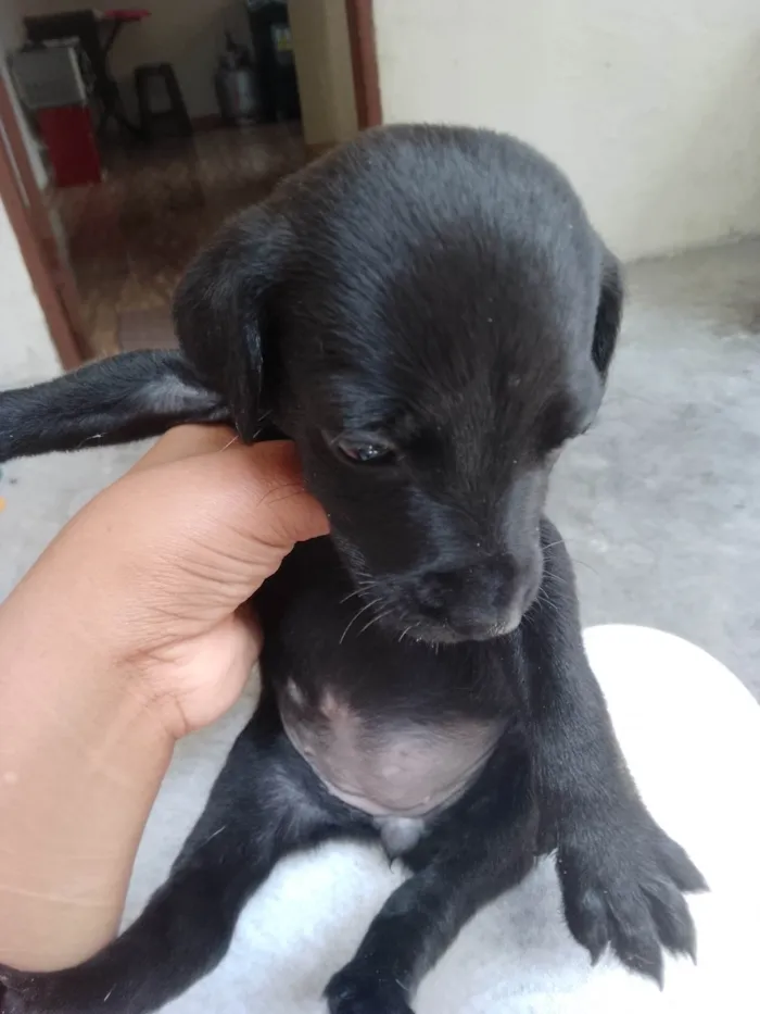 Cachorro ra a Vira lata  idade 2 a 6 meses nome Sobro a mel,lua Bob e nina