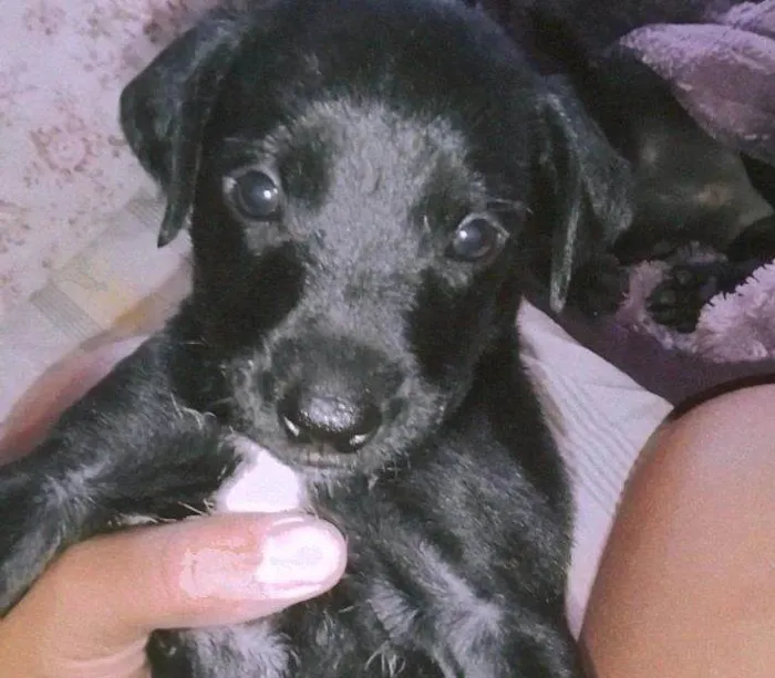 Cachorro ra a Vira lata  idade 2 a 6 meses nome Sobro a mel,lua Bob e nina