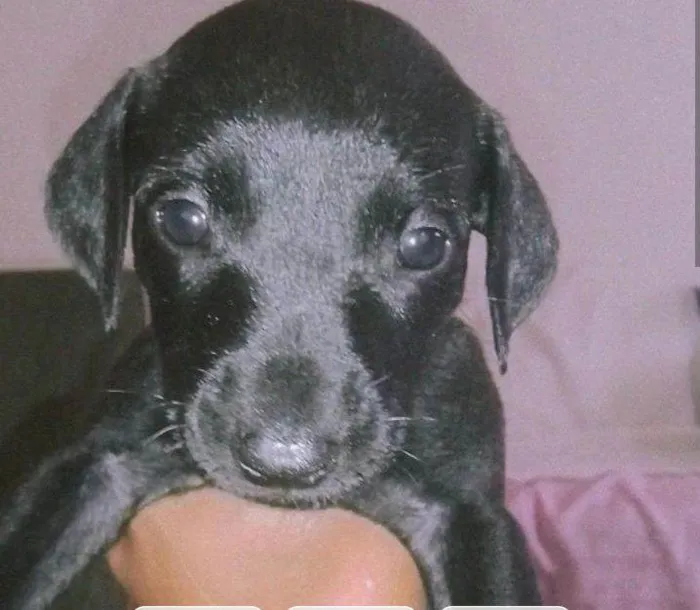 Cachorro ra a Vira lata  idade 2 a 6 meses nome Sobro a mel,lua Bob e nina