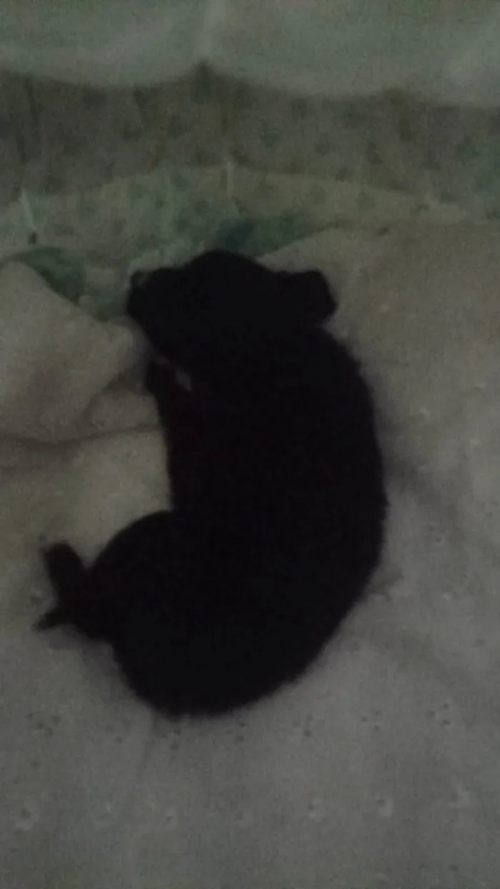 Cachorro ra a Vila Lata  idade 7 a 11 meses nome JUJUBA