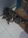 4 filhotes 