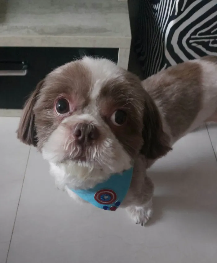 Cachorro ra a Shitzu idade 3 anos nome Shelby 