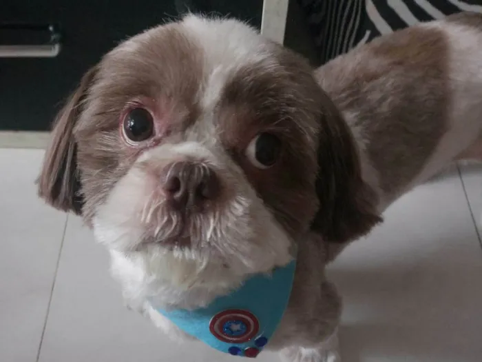 Cachorro ra a Shitzu idade 3 anos nome Shelby 