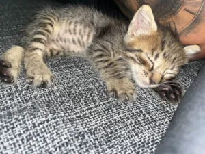 Gato raça sem raça idade Abaixo de 2 meses nome Tigre